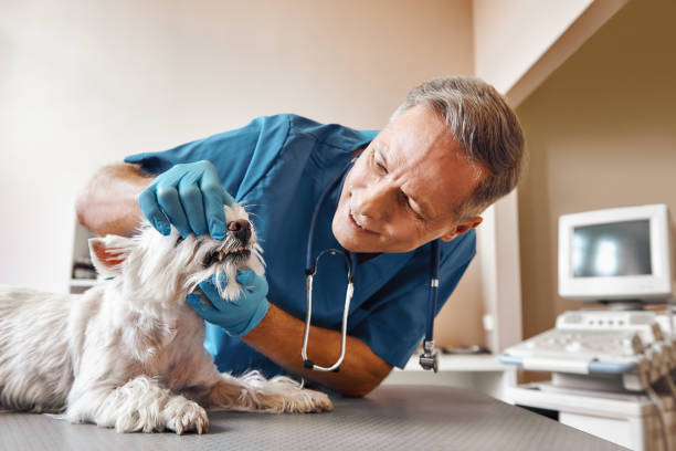 Best Dental Abscess Treatment in Rohnert Park, CA